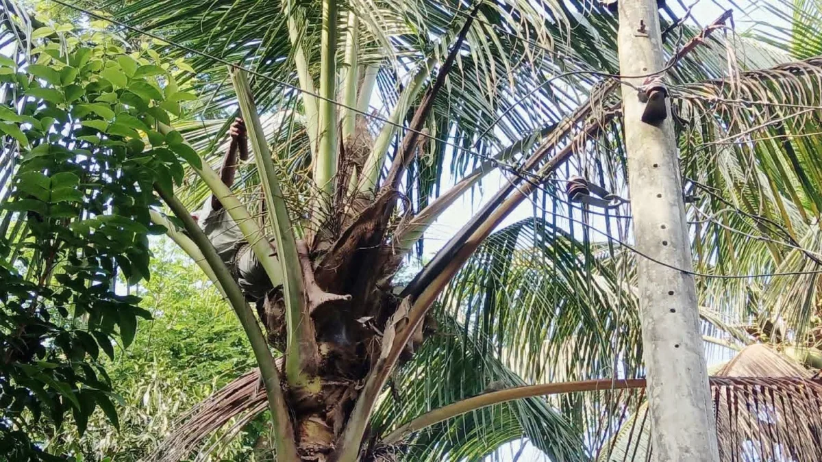 চাঁদপুরে নারিকেল গাছের ডাল কাটতে গিয়ে বিদ্যুৎস্পৃষ্টে বৃদ্ধের মৃত্যু