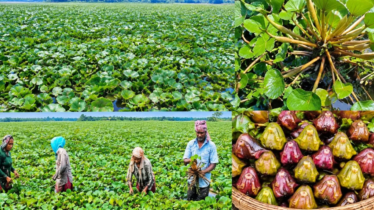 দেবহাটায় বাড়ছে পানিফলের চাষ: কর্মসংস্থান ও লাভের নতুন দিগন্ত