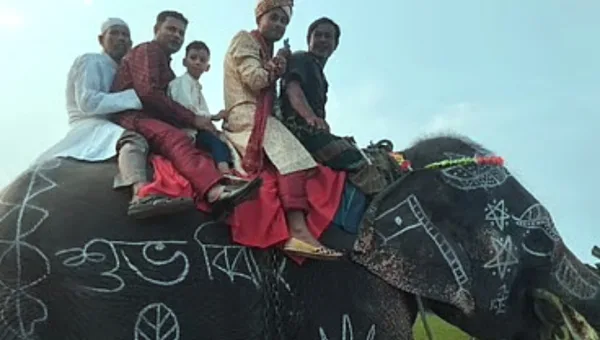 মা–বাবার স্বপ্নপূরণে হাতির পিঠে বরযাত্রা, দেখতে মানুষের ঢল