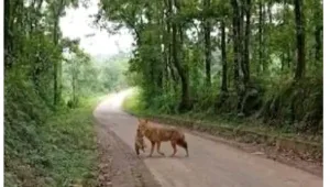 কালিয়াকৈরে শিয়ালের কামড়ে নারী- শিশুসহ আহত ২০
