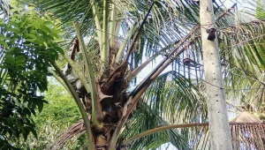 চাঁদপুরে নারিকেল গাছের ডাল কাটতে গিয়ে বিদ্যুৎস্পৃষ্টে বৃদ্ধের মৃত্যু